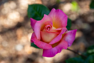 A closeup photo of a single pink and yellow rose isolated against dark green leaves.The spiral shape of the rose is prominent.