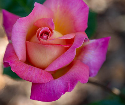 A closeup photo of a single pink and yellow rose isolated against dark green leaves.The spiral shape of the rose is prominent.