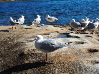 seagull on the beach