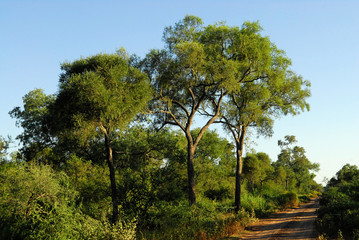 Fototapeta premium arbol quebracho colorado