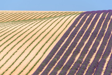 Half bloomed lavender field half harvested lavender