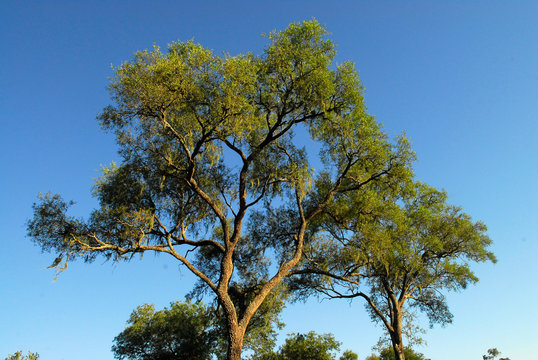 arbol quebracho colorado