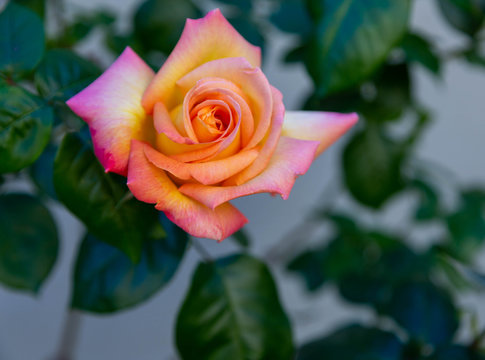 Closeup photo of an pink and yellow rose set against a dark green leaf background. Golden hour lighting. Rose appears to float against the leafy background.