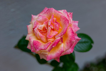 A closeup photo of a Rosa Peace, or Peace Rose flower. The flower has deep crimson-colored petals with hints of yellow. Shallow depth of field, dark green leaves visible in background.
