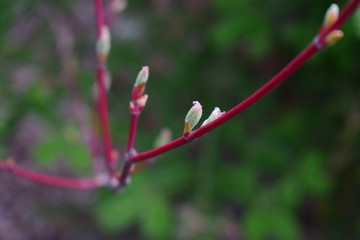 Leaves breaking forth from a bud in spring
