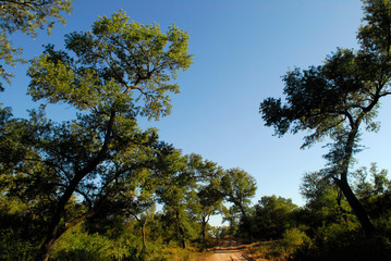 Fototapeta premium bosque santiago del estero