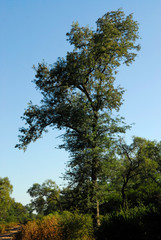 bosque santiago del estero