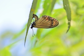 Butterfly larvae from the Taiwan (Acraea issoria formosana) Thin butterfly. 