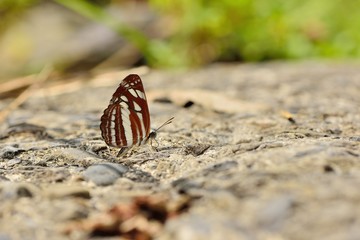Butterfly from the Taiwan (Neptis soma tayalina Murayama) Butterfly in water 