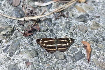 Butterfly from the Taiwan (Neptis taiwana) Puli three lines butterfly 