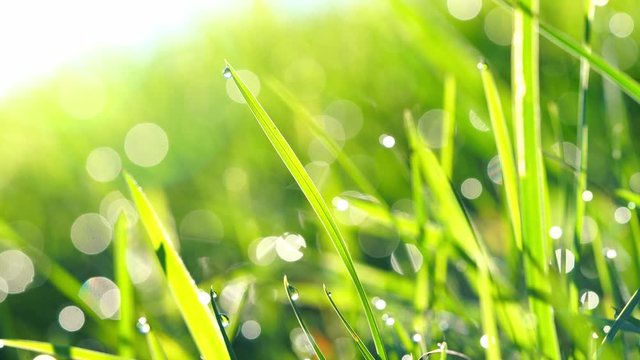 Glittering dew on green grass at sunrise with green blurred background 