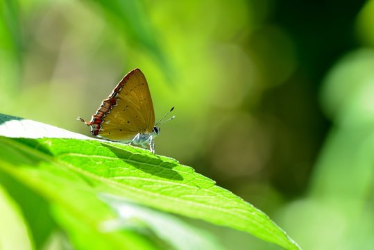 Butterfly from the Taiwan (Heliophorus ila matsumurae) Red Edge yellow little butterfly