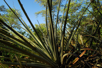 flora santiago del estero