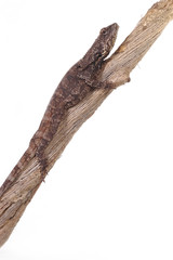 A lizard climbing up a tree branch