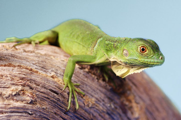 A green lizard crawling on a branch