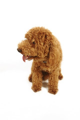 A brown Poodle sitting down with its tongue out