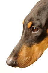 A side view picture of a Doberman's head
