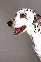 An up-close picture of a Dalmatian