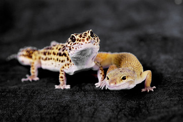 Two lizards crawling
