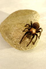 A spider crawling on a stone