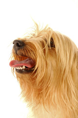 An up-close picture of a Silky Terrier with its tongue out