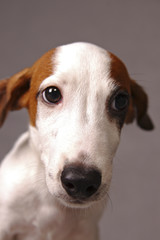 An up-close picture of a Jack Russell Terrier