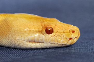 An up-close picture of a yellow snake with red eyes