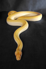 A yellow snake with red eyes gliding towards the camera