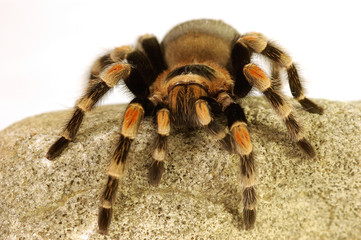 A black and red spider crawling on a stone