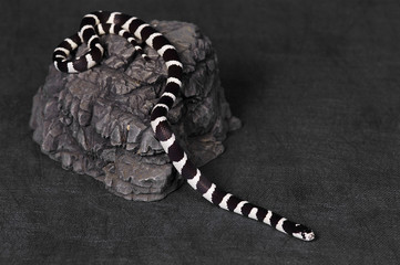 A black and white snake gliding down from a stone