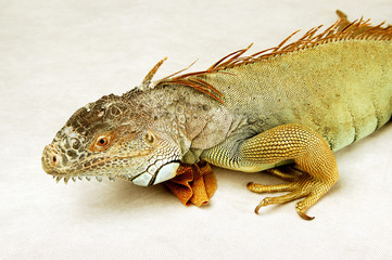 An iguana crawling