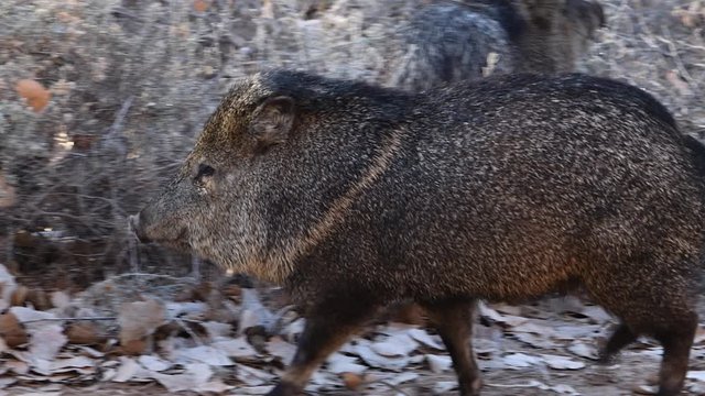 The javelina or collared peccary  lives in the deserts of the southwestern United States.
