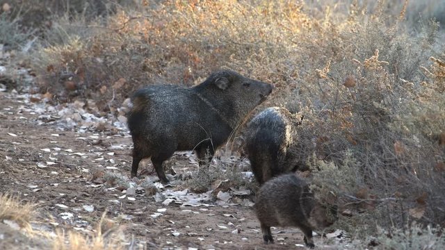 A group of Javelinas also know as collard peccary eating plants in the southwestern United States.