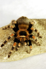 A black and red spider crawling on a stone
