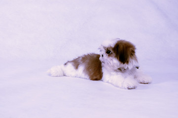A brown and white Shih Tzu sitting down with its head looking to the other side