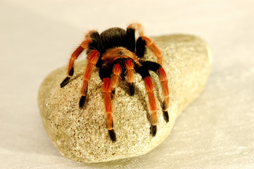 A black and red spider crawling on a stone