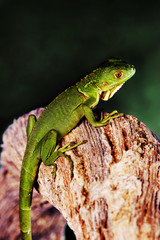 Naklejka na ściany i meble A green lizard crawling up a branch