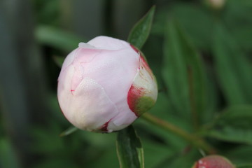 Pink Peony 2020 2A