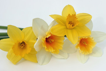 Fototapeta na wymiar Four Beautiful Daffodils