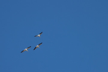 Fototapeta premium American White Pelicans flying Overhead
