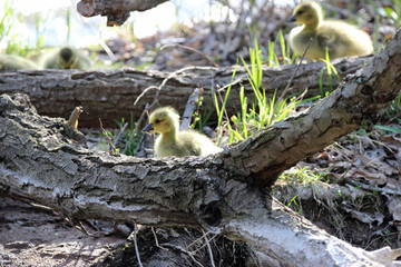 Obraz premium Gosling trying to figure out how to climb