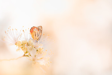 Nature of butterfly and flower in garden using as background butterflies day cover page or banner template brochure landing page wallpaper design - obrazy, fototapety, plakaty