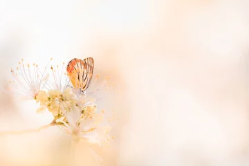 Foto op Plexiglas Nature of butterfly and flower in garden using as background butterflies day cover page or banner template brochure landing page wallpaper design © Fahkamram