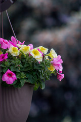 flowers in a pot
