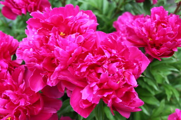 Obraz premium Red Peony 2020 5A