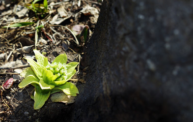 ふきのとう　素材