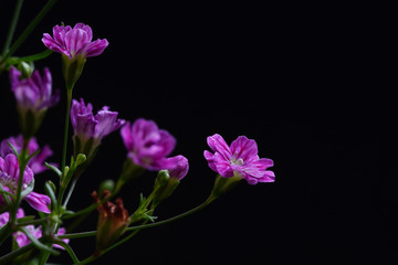 Fototapeta na wymiar gypsophila flower in black background