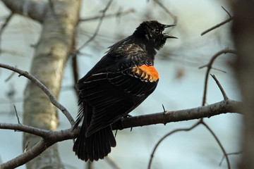 Red Winged Black Bird Calling Two