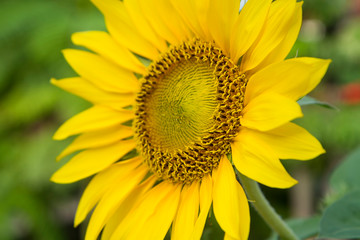 Obraz premium sunflower close up