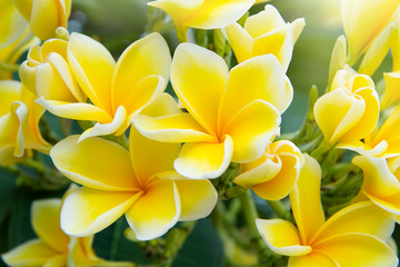 Fototapeta premium Blooming yellow frangipani flower in a tropical garden